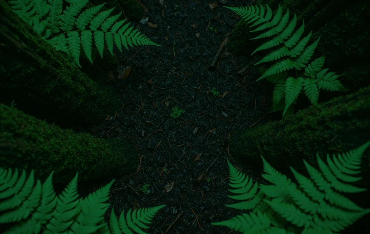 Ściółka leśna - botaniczne serce marki